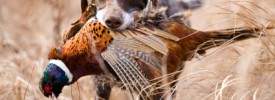 Pheasant Hunting in Utah